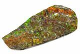 Iridescent Ammolite (Fossil Ammonite Shell) - Alberta, Canada #156854-1